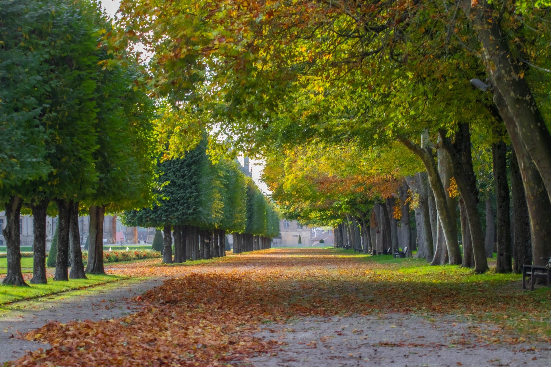 Grande allée du parc des Bosquets à Lunéville tapissée de feuilles d’automne