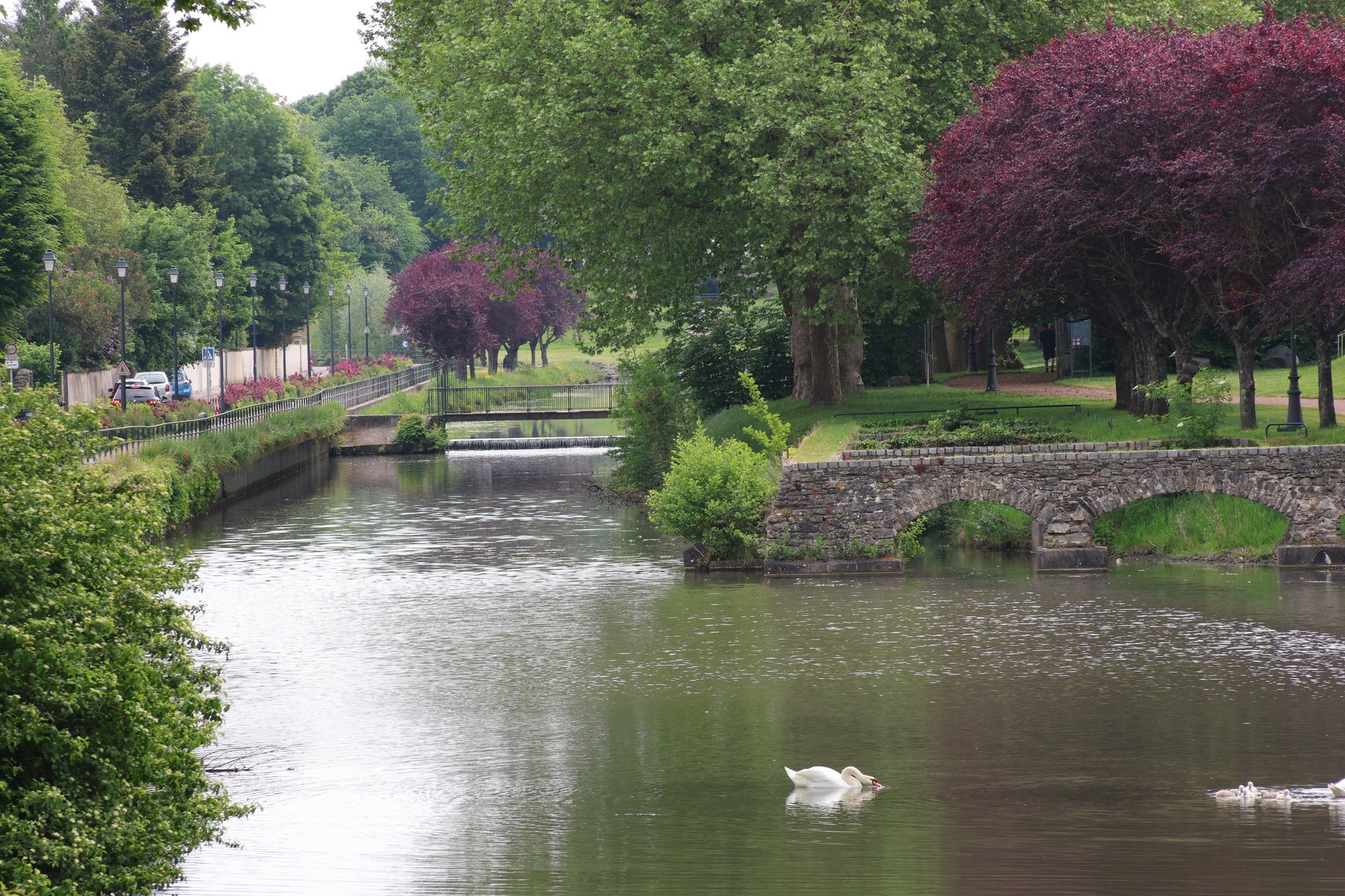 The Petits Bosquets canal in Lunéville, with swans and purple-leaved trees